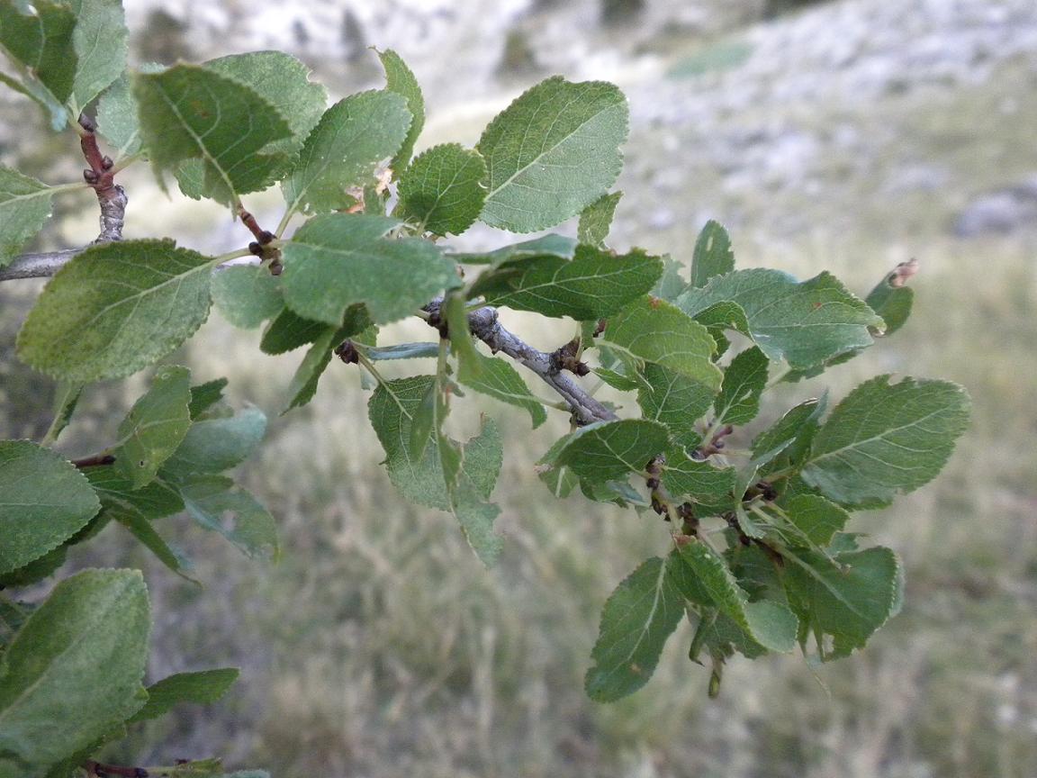 Albero di Grecia da determinare.